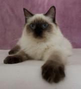 Zya, femelle ragdoll seal colourpoint loof