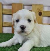 Chiots coton de tulear lof