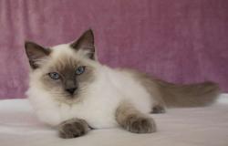 Chatons femelles en blue mitted et colourpoint disponibles de suite