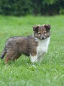 Chiots berger des shetland