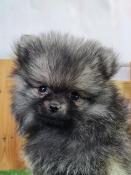 Chiots spitz nain