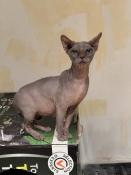 Chat sphynx adulte