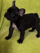 Chiot apparence bouledogue franais