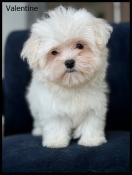 Disponible, valentine, femelle bichon maltais ,petit modle ,lof