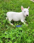 A rserver  6 chiots bull terrier miniature