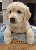 Chiots golden retriever lof