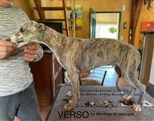 Bbs whippet lof / leveur membre du club de race