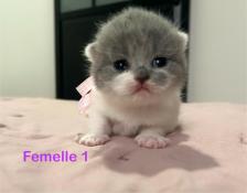 Magnifiques britishs shorthair bleue et blanc