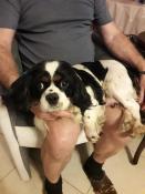 Magnifique femelle adulte cavalier king charles tricolore