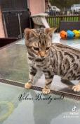 Chatons bengal loof disponibles