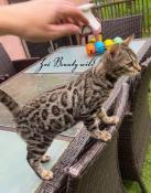 Chatons bengal loof disponibles!