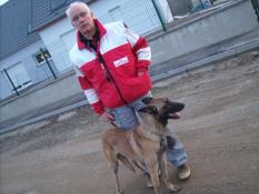 Adulte femelle  berger belge malinois lof