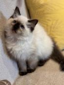 Chatons ragdoll loof