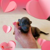 Chiots petit lvrier italien disponibles  la rservation