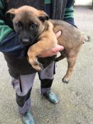 Chiot berger belge malinois femelle  lof