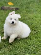 Adorable chiots berger blanc suisse