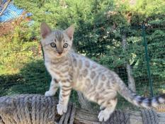 Chatons bengal loof disponibles  la rservation