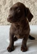 Chiots labrador