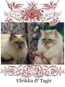 Adorables chatons siberiennes neva masquerade loof a reserver