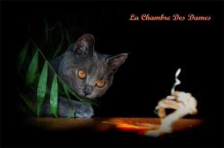 Magnifiques chatons chartreux