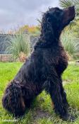 Setter gordon lof femelle 3 ans