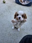 Chiots cavalier king charles lof