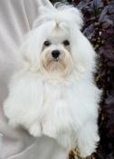 Bichon maltais, de petite taille