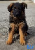 Chiots berger allemand