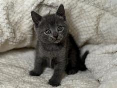 Chatons chartreux loof  rserver