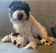 7 magnifiques chiots parson russell terrier