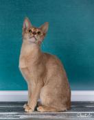 Abyssine 2 ans