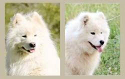 Superbes chiots samoyede lof, parents tests (type ours)