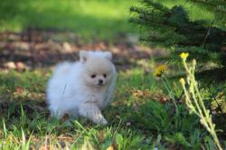 Chiots mle et femelle d'apparence spitz nain / loulou de pomranie