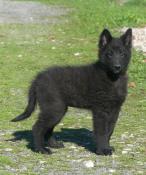 Chiots berger belge groenendael lof