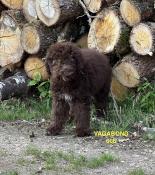 Lagotto romagnolo