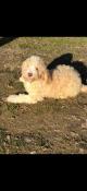 Lagotto romagnolo