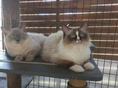 Males ragdoll loof