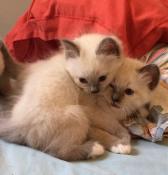 2 magnifiques chatons sacrs de birmanie disponibles