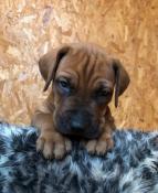 Rhodesian ridgeback a 45 min de paris sud