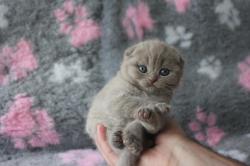 Femelle scottish fold