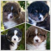 Chiots berger australien lof et test sant