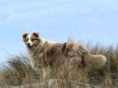 Chiots berger australien