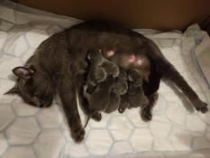 Chatons chartreux loof  reserver