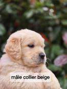 Rservation chiots golden retriever lof