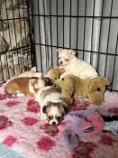 Chihuahua lof chiot mle disponible.