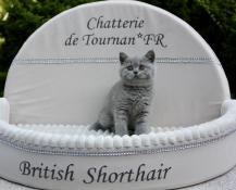 Chatons british shorthair