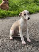 Disponible levrier whippet