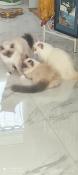 Urgent, vente de deux chatons sacr de birmanie