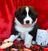 Border collie show lof