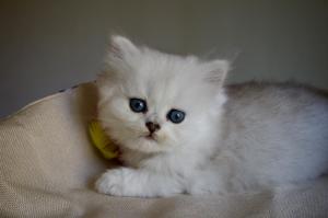 Chaton mle british longhair